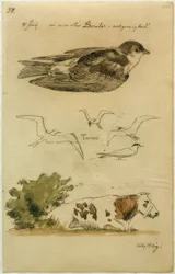 J. Th. Lundbye, Swallow, Terns, Lying Cow